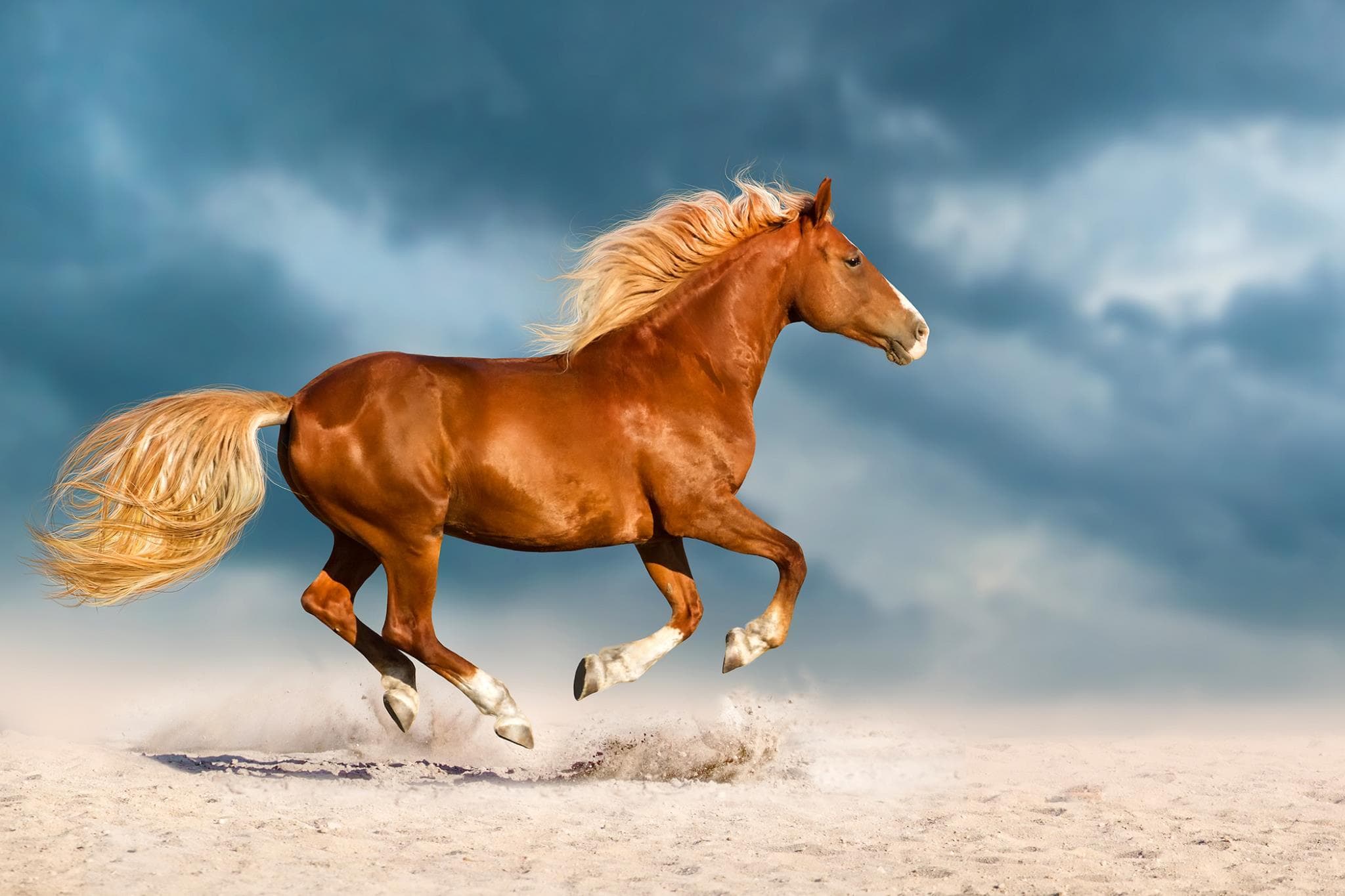 Temp Glass w/ Foil – Golden Gallop